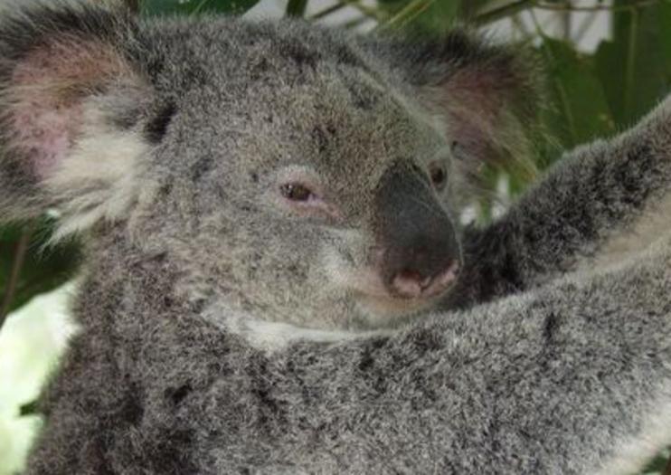 Lone Pine Koala Sanctuary